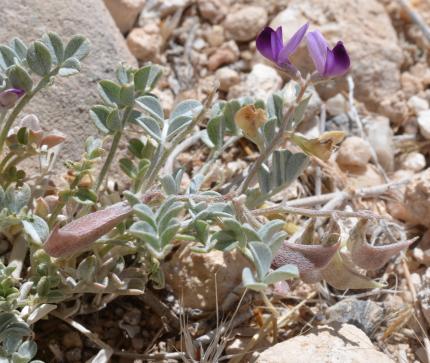 Cushenbury Milkvetch