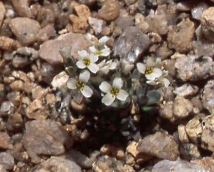 Little San Bernardino Mountains Linanthus
