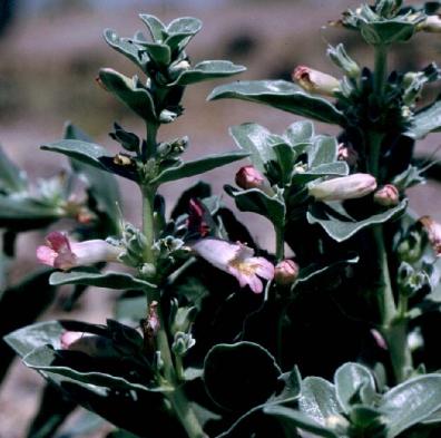 White-margined Beard-Tongue