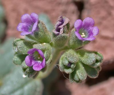 Parish's Phacelia