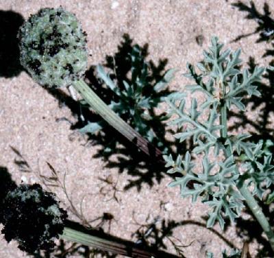 Desert Cymopteris