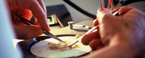 Horticulture - photo