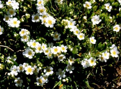 Parish's Popcorn Flower
