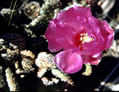 Short-joint Beavertail